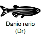 Zebrafish